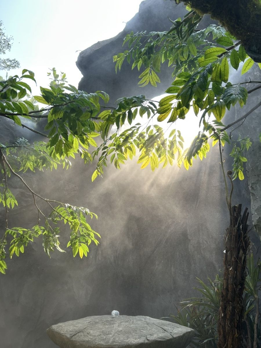 Hệ Thống Phun Sương Làm Mát Tưới Cây 